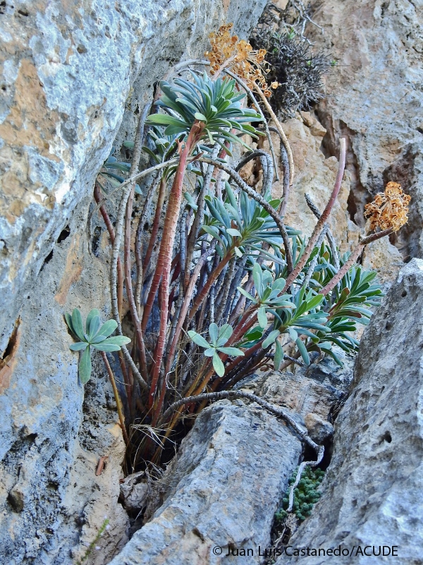 Euphorbia characias_copia