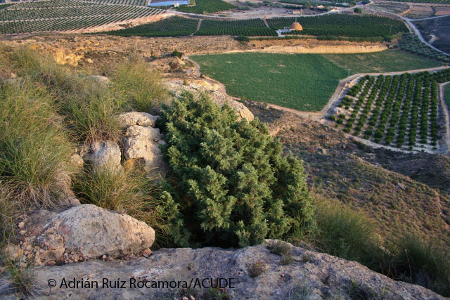 Juniperus phoenicia Pea Roja 2 640x427 copia
